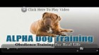Dog Training Video Site