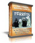 Ferrets Boxed Niche