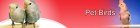 Pet Birds Adsense Website